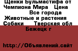 Щенки Бульмастифа от Чемпиона Мира › Цена ­ 1 000 - Все города Животные и растения » Собаки   . Тверская обл.,Бежецк г.